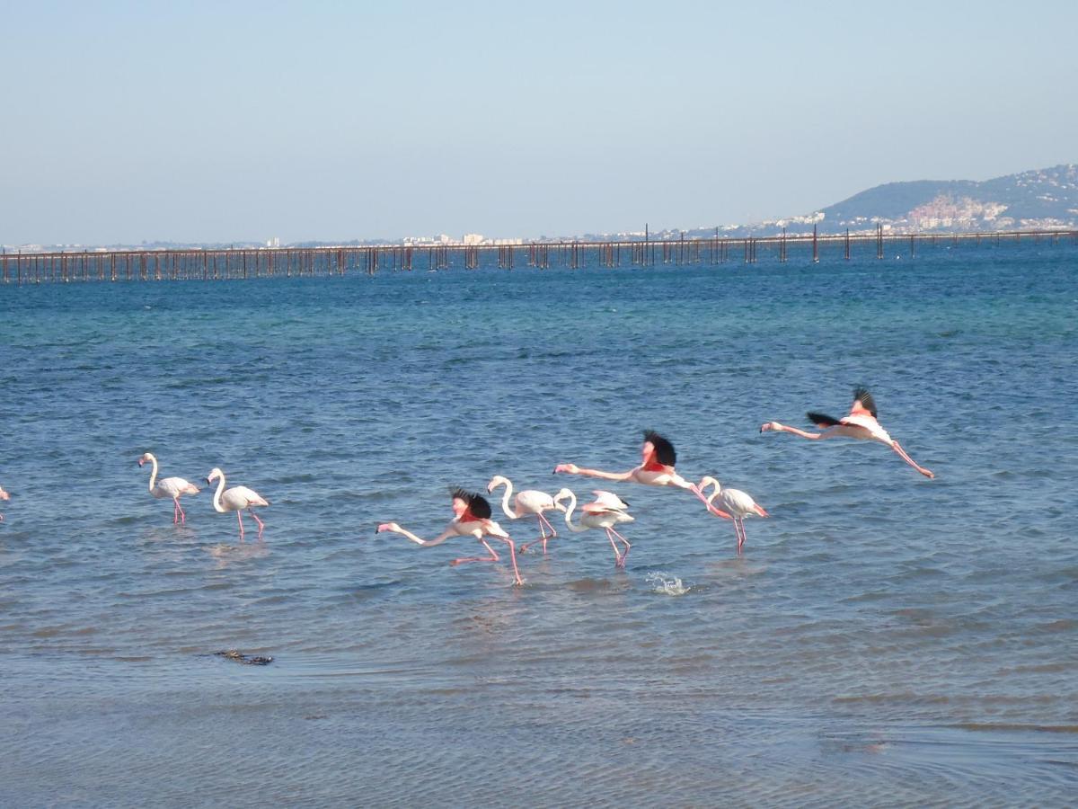 Au Bord De Thau Marseillan (Herault) Exterior foto